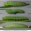 coen leander larva5 volg1